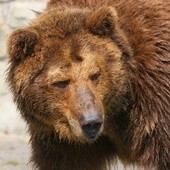 Tatry: Samochód uderzył w niedźwiedzia