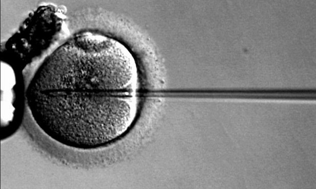 Nawrócony z in vitro