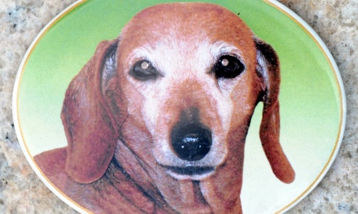 Tęczowy bełkot