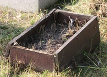 Jak pochować dzieci martwo urodzone?