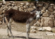 XIV Niedziela Zwykła