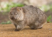 Wombat gigant z Australii