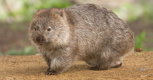 Wombat gigant z Australii