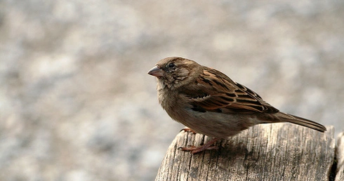 W modernizowanych budynkach giną chronione ptaki