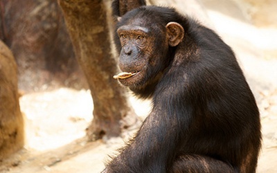 Szympans rozpoznał syntetyczną mowę