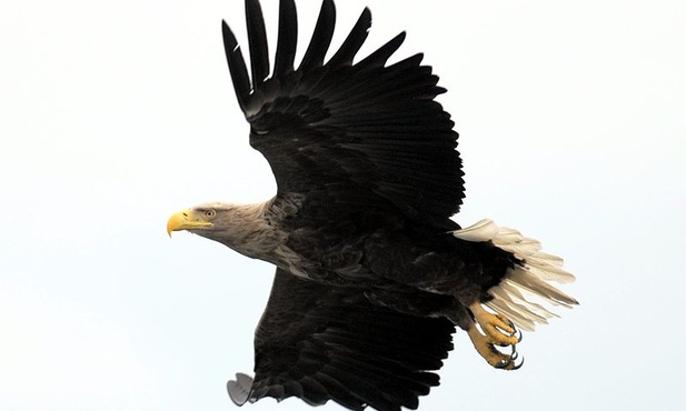 Bieliki rozpoczynają okres lęgowy