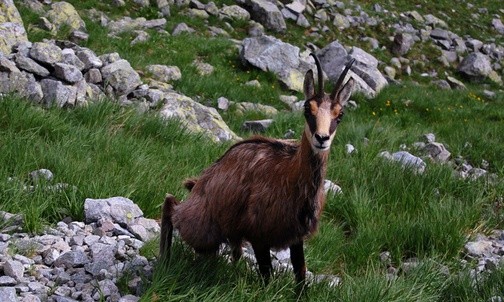 Tatrzańska kozica