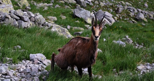 Tatrzańska kozica