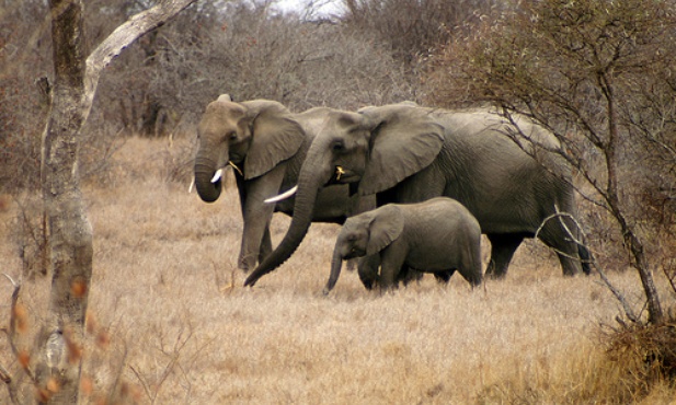 Pszczoły kontra słonie