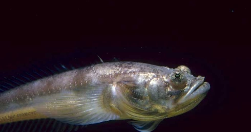 Porichthys notatus