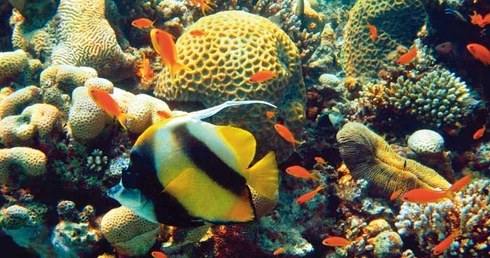 Cały ten zgiełk, podwodny!