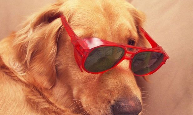 Rumunia skazana za bezpańskie psy