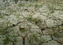 Jedną z ważnych przyczyn wzrostu cen żywności na świecie jest susza w Chinach.