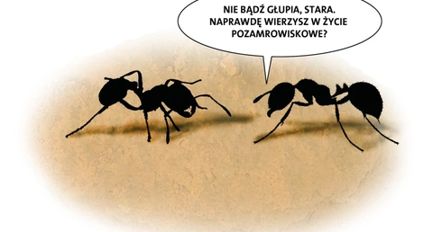 Normalność cudowności