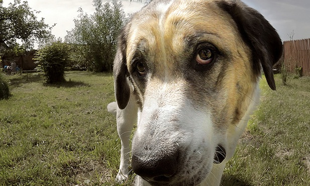 Znęcanie się trzeba piętnować