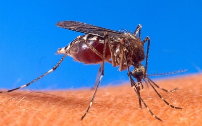 Prawda o polskich komarach