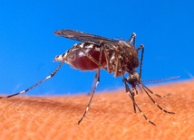 Prehistoryczne samce komarów były krwiożercze