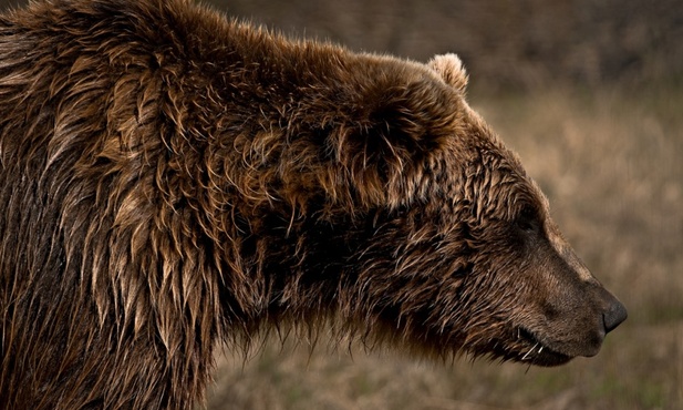 Niedźwiedź Grizzly