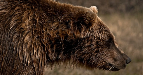 Niedźwiedź Grizzly