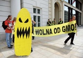  GMO wzbudza ogromne emocje.  Co pewien czas odżywają dyskusje  na ten temat