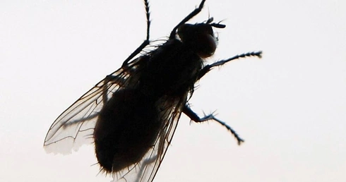 Unia mówi: Jedz owady!