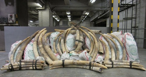 Skonfiskowano ok. 700 kłów słoni