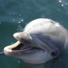Ekolodzy alarmują: Delfiny są zabijane