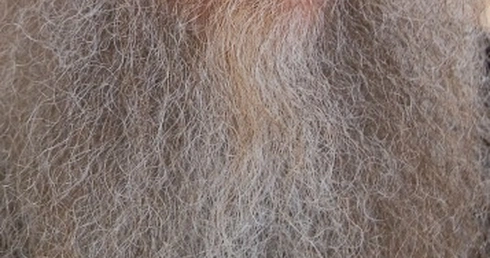 Urzędnik zawieszony za... długą brodę