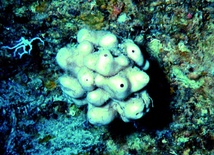 Gąbka Discodermia Dissoluta produkuje jedną z największych znanych toksyn, discodermolid, który, jak się okazało, wstrzymuje rozwój komórek rakowych.