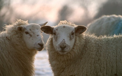 W Krakowie owce pasą się na Błoniach