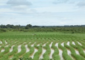 Nigeryjskie pola ryżowe