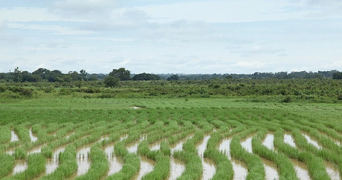 Nigeryjskie pola ryżowe