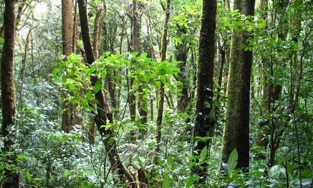 Dlaczego rodzą w lesie?