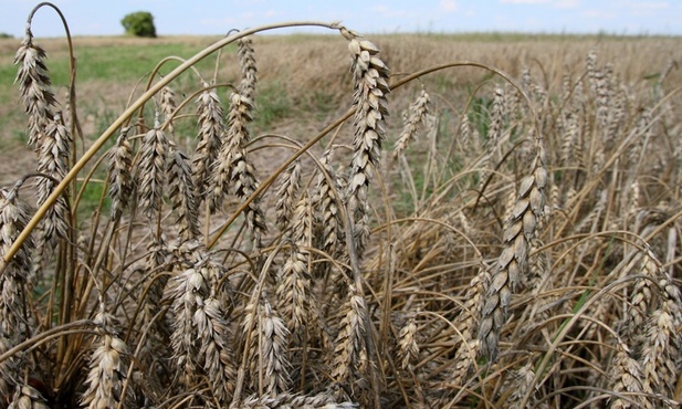 Polska wznawia debatę o zakazywaniu GMO