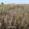 Polska wznawia debatę o zakazywaniu GMO