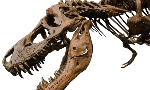 Przyłapali dinozaura