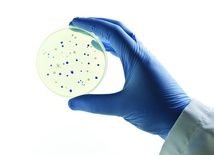 Choć kolonie bakterii składają się z wielu pojedynczych osobników, czasami zachowują się jak organizm wielokomórkowy.