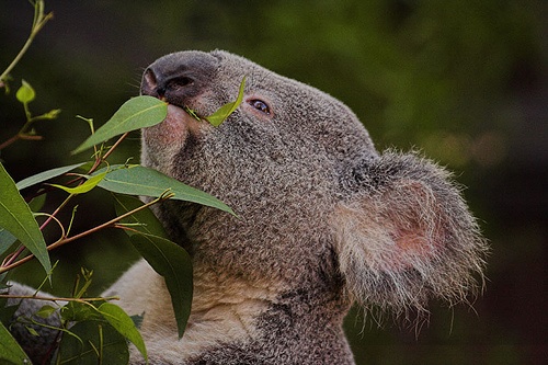 Ratujmy misie koala