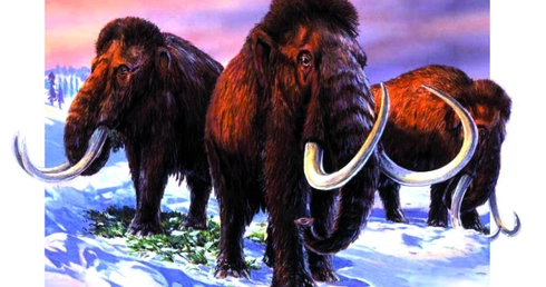 Mamut nie zamarznie