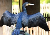 Kormoran