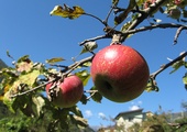 Jabłka grójeckie