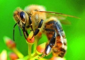 Pszczoły lubią zapalić i wypić