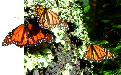 Motyle monarcha  dzięki czułkom potrafią nawigować.
