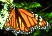 Motyle monarcha  dzięki czułkom potrafią nawigować.