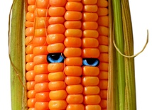 Za i przeciw GMO