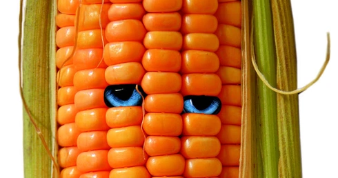Za i przeciw GMO