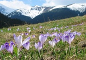 Więźniowie sprzątali Tatry