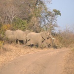 W dolinie Luangwa