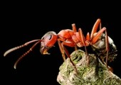 Mrówki bronią drzew akacji, bo ta daje im pożywienie i schronienie.