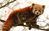 Panda mała zwana pandą czerwoną